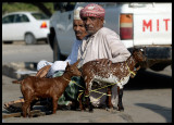 Goats for sale at Salalah City centre market