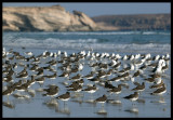 Sooty Gulls on the beach outside Taqah