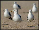 Gulls sp. - Sur