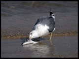 Heuglini Lesser Black-backed Gull - Sur