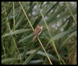 Clamorous Reed Warbler - Al Ansab Lagoons