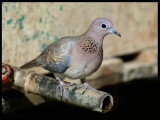 Laughing Dove - Taqah