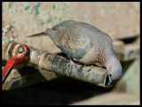 Laughing Dove - Taqah