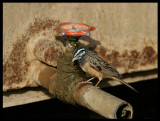 African Rock Sparrow - Taqah