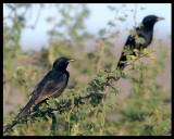 Tristram`s Grackles - Taqah
