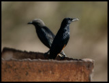 Tristram`s Grackles - Taqah