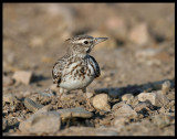 Crested Lark - Taqah