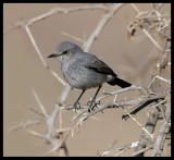 Blackstart - Taqah