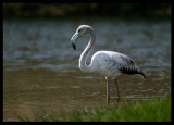 Greater Flamingo - Salalah