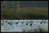 Grey Herons