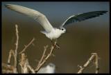 Whiskered Tern - Khawr Taqah Oman 2004