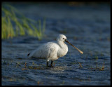 Spoonbill -Salalah