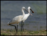 Spoobills near Salalah