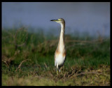 Squacco Heron - Salalah