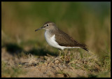 Green Sandpiper - Khawr Taqah