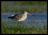 Black-tailed Godwit - Khawr Taqah