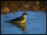 Yellow Wagtail - Jarziz Farm Salalah