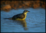 Yellow Wagtail - Jarziz Farm Salalah