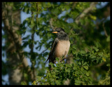 Rose-coloured Starling - Jarziz Farm Salalah