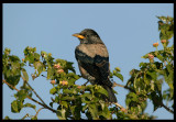 Rose-coloured Starling - juvenile - Jarziz Farm Salalah