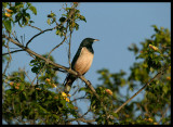 Rose-coloured Starling - Jarziz Farm Salalah