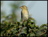 Rüppels Weaver - Jarziz Farm Salalah