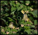 Rppels Weavers - Jarziz Farm Salalah