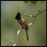 African Paradise Flycatcher - Eyn Hamran