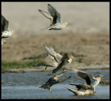 Spotted Sandgrouses - Muntasar Oasis