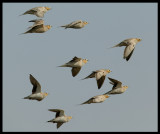 Spotted Sandgrouses - Muntasar Oasis