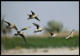 Spotted Sandgrouses - Muntasar Oasis
