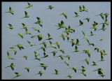 Ring-necked Parakeets- Sahnawt Farm Salalah Oman 2004