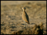 Cream-coloured Courser - Beautiful name on the most beautiful desertbird ! - Sahnawt Farm Salalah