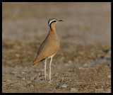 Cream-coloured Courser - Sahnawt Farm Salalah