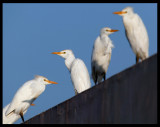 Cattle Egrets - Sahnawt Farm Salalah