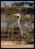 Grey Heron - Sahnawt Farm Salalah