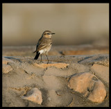 Isabelline Wheatear - Sahnawt Farm Salalah