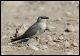 Little Pratincole - Scarce wintervisitor to Oman -- Sahnawt Farm Salalah