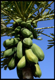 Papaya  tree (Carica papaya)