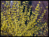 Spring colors in Xian