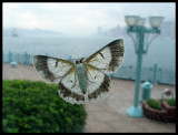 Butterfly looking for shelter inside - Bad weather in Hong Kong 2005