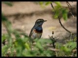 Bluethroat