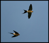 Red-rumped Swallows - Al Jahra