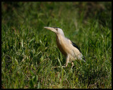 Little Bittern