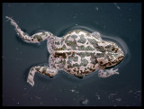 Green Toad (Bufo viridis) - Abdali Farms