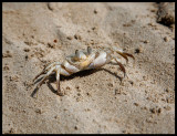 Small crab ready to defend itself