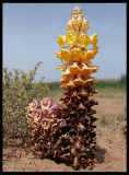 Parasitic desert  flower