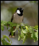 White-cheeked Bulbul - Zour Port