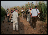 Early morning by  the reeds at  Jahra Pool reserve