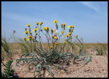 Spring in the desert